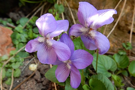common blue violets are different types of violets since they are self-seeding and can grow naturally in your garden