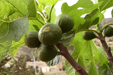 common fig tree is a special species of fig trees, they can be found almost everywhere around the globe