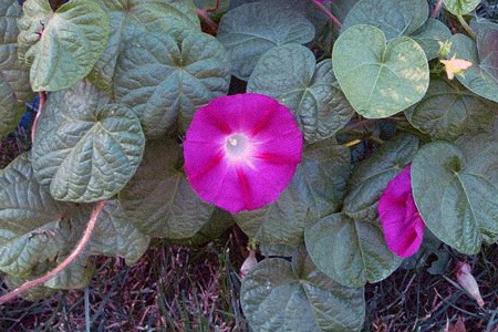 crimson rambler morning glory