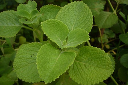 there are different types of oregano, like cuban oregano, that have a robust and sweet odor