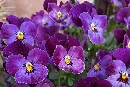 if you are looking for hybrid violet varieties, you must go with delta violets