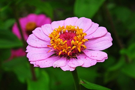 early wonder zinnia