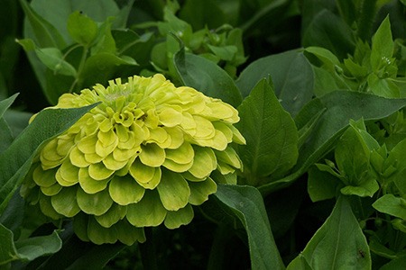 envy zinnia