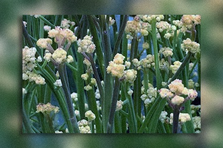 there are other types of cauliflower named fioretto cauliflower that look like sticks