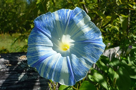 flying saucers morning glory