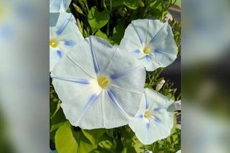 glacier moon morning glory