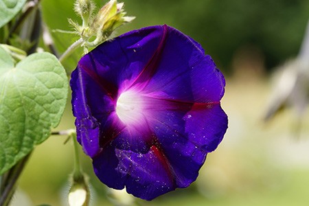 if you are looking for specific types of morning glory flowers with rich velvety colors, you must go with grandpa ott morning glory