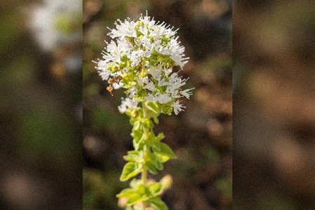 among all other oregano plant varieties, greek oregano is the favorite oregano of every cooking enthusiast