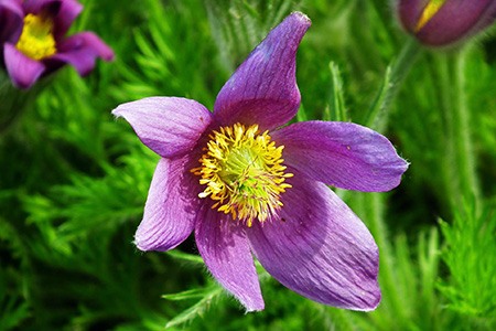 hairy violets