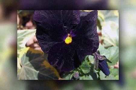 halloween ii violets