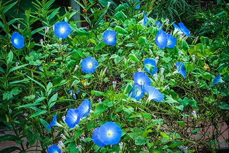 heavenly blue morning glories are considered to be the perfect morning glory species