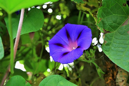 inkspots morning glory