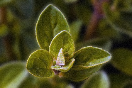 if you like exotic taste and strong flavor you must try italian oregano, one of the most popular oregano types for recipes