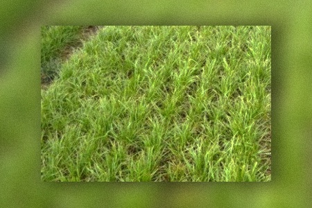 some bermuda grass varieties like jackpot bermuda grass are generally preferred for sporting fields, like baseball diamonds
