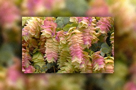 some types of oregano plants, like kent beauty oregano, have beautiful flowers on it