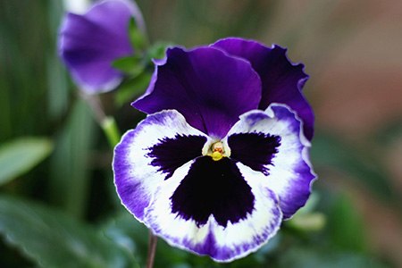 unlike other kinds of violets, mammoth violets are more tolerant to various weather conditions