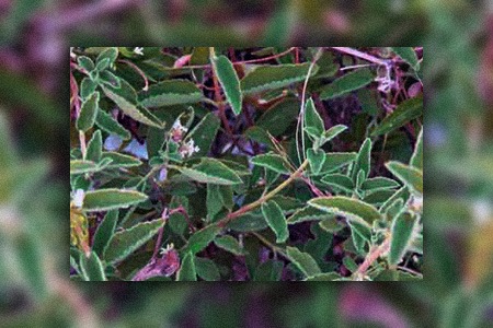 some different kinds of oregano, like mexican bush oregano, can withstand harsh weather conditions without experiencing any trouble