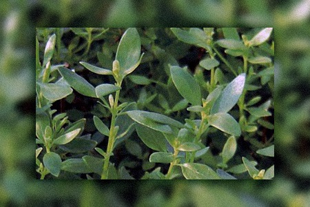 mexican oregano