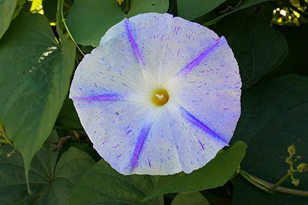 milky way morning glory