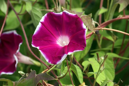 mini-bar rose morning glory