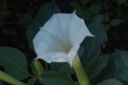 moonflower morning glory