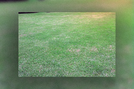 oasis blend bermuda grass