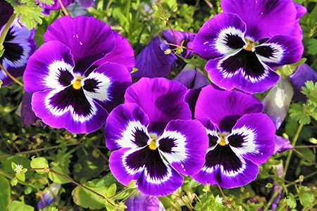 13 Types of Violets to Splash Color All in Your Flower Bed - Worst Room