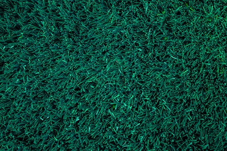 ormond bermuda grass
