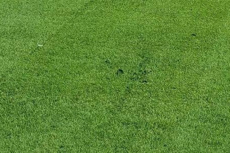 princess 77 bermuda grass is both new and high quality species of bermuda grass