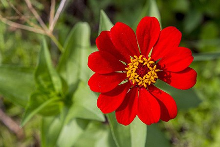 profusion cherry zinnia