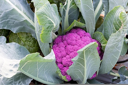 purple cauliflower