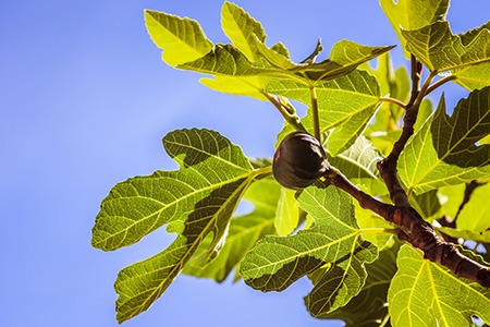 purple genca fig tree