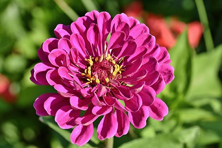 purple prince zinnia