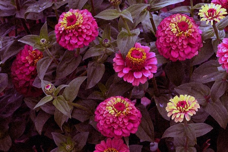 there are different kinds of zinnias like queen red lime zinnia whose color gradually shifts from red to lime towards the center