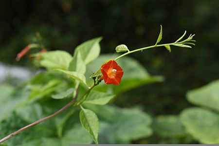 red morning glories are perfect morning glory types to grow in your garden if you love red color