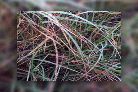 some types of russell bermuda grass are popular for hay production since they can survive harsh winter conditions