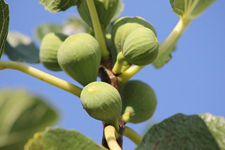 some types of fig trees, like san pedro fig tree, bears fruit twice a year