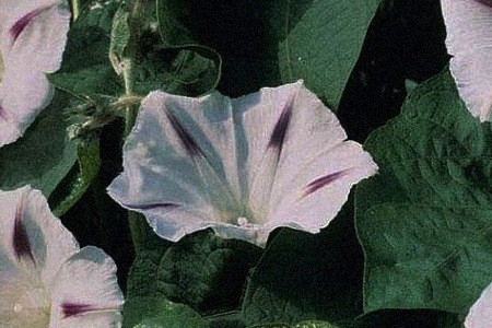 if you are looking for special types of morning glory that have a star pattern on them, your choice would be seta morning glory