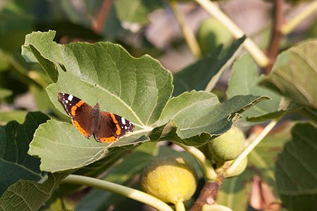 among all different types of fig trees smyrna fig tree is famous for being used as a snack and desserts