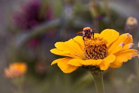 soleado zinnia