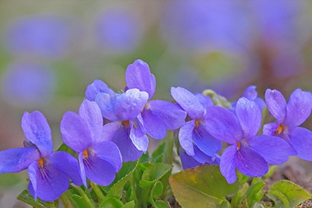 sweet violets are one of the famous violet types for having the nicest smell of all the violets
