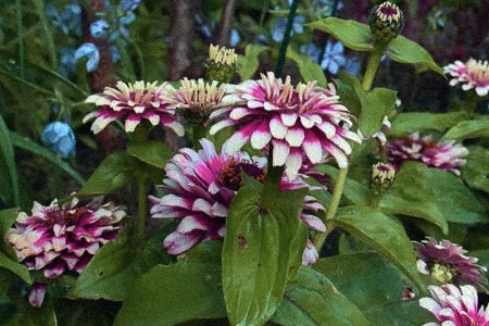 swizzle ivory & cherry zinnia