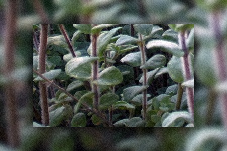 some kinds of oregano, like syrian oregano, are famous for their spicy taste