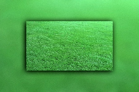 tiflawn bermuda grass