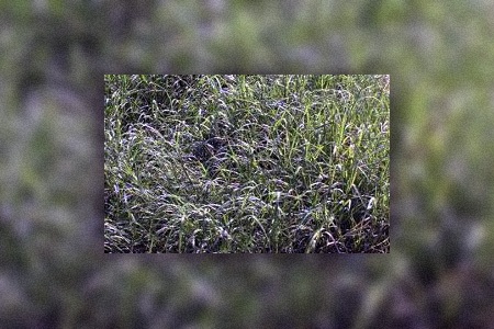 tifton 85 bermuda grass