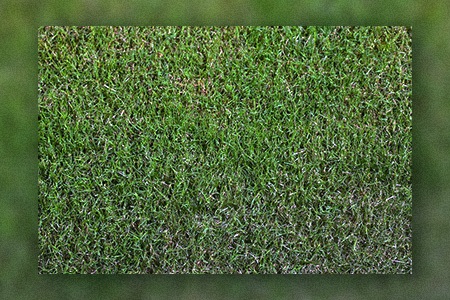 tifway 419 bermuda grass