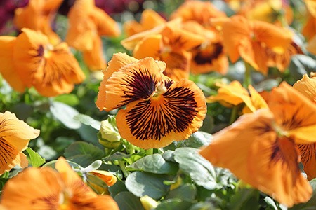 tiger eye violets are special types of violets with its colors and stripes