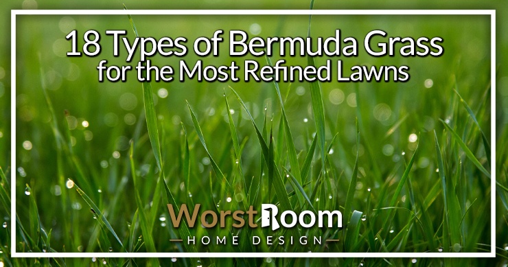 types of bermuda grass