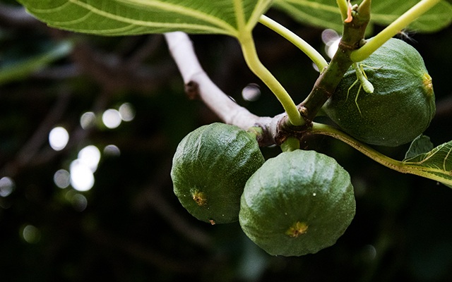 types of fig trees thumbnail