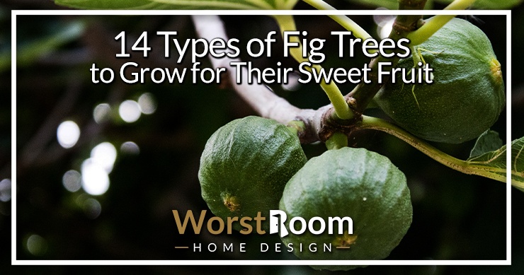 types of fig trees